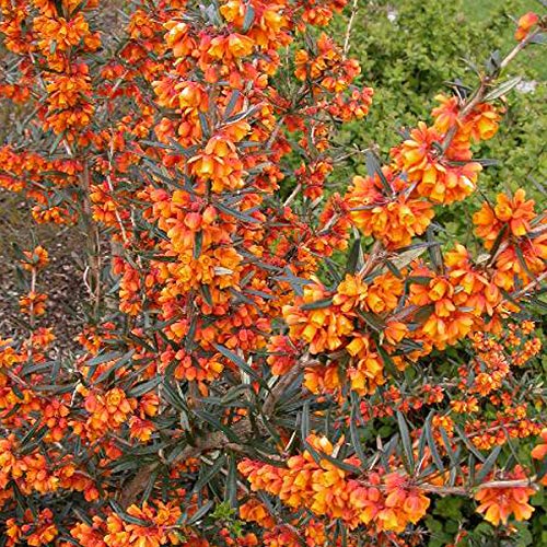 Berberitze 'Orange King' - Berberis Linearifolia 30-40 cm Topf: Attraktive Herbstfärbung, anspruchslos