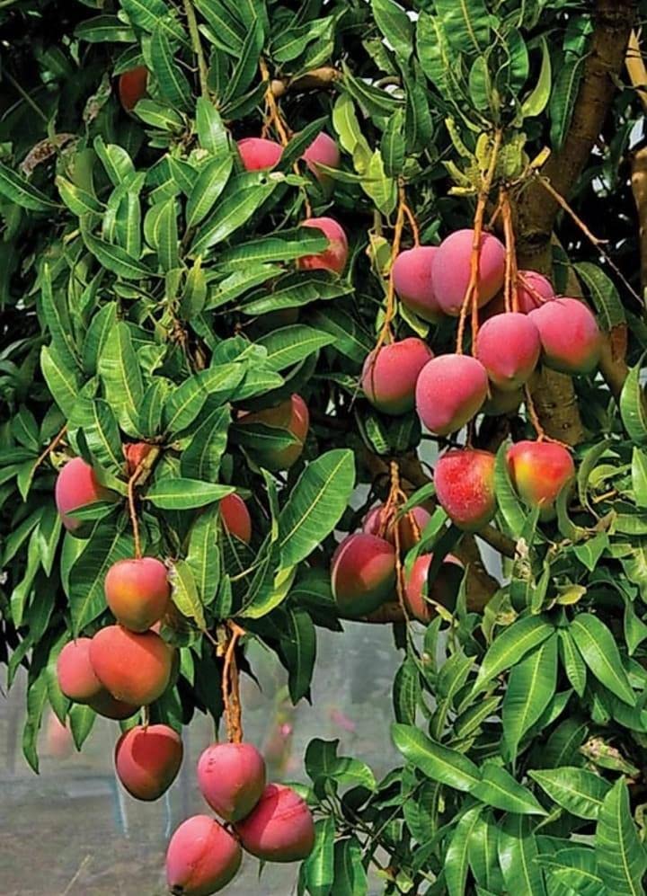 Cloud Farm Palmer Mango Grafted Hybrid Live Plant - Healthy Outdoor Plant CF_244 (B0BDXP7YH7) Amazon Price History, Amazon Price Tracker