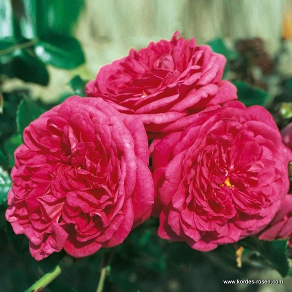 2 x Rose - Rosa 'Laguna' Topf 25-30 cm - Die magentarosafarbene Kletterrose mit betörendem Fruchtduft