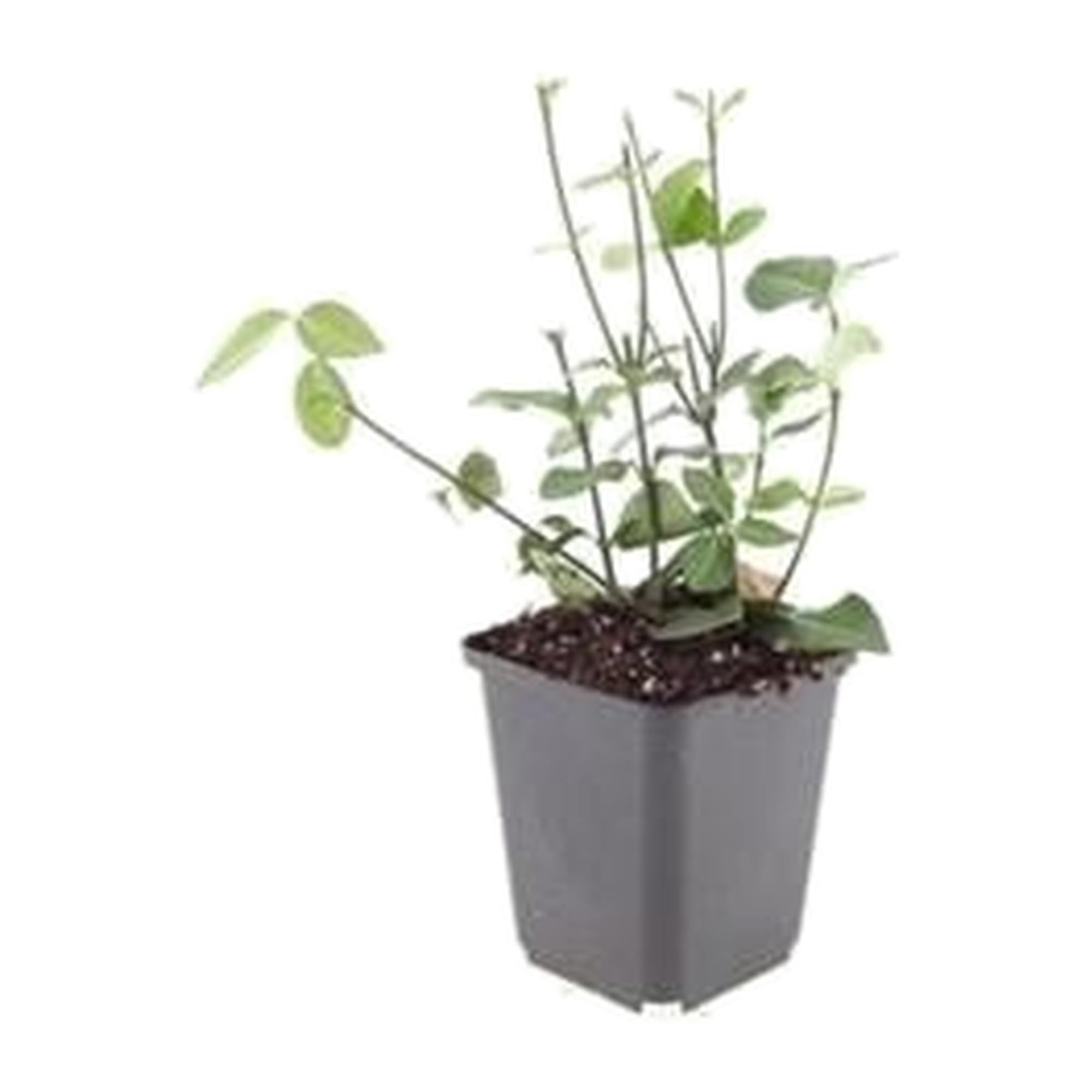 6 Euonymus Coloratus, Arbuste Rustique de Jardin, Vert, H10-25cm Pot Ø9cm