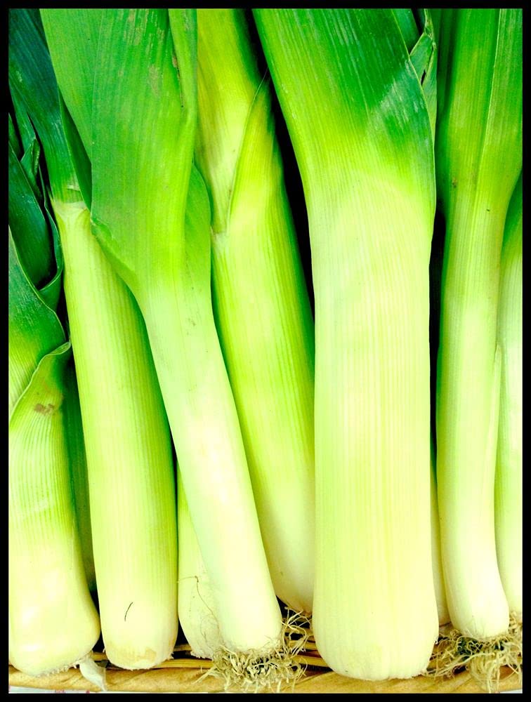 PLANTOGALLERY Vegetable Seeds |Leek Vegetable Seeds For Home Garden (30 Seeds Pack) (B09B2LS42R) Amazon Price History, Amazon Price Tracker