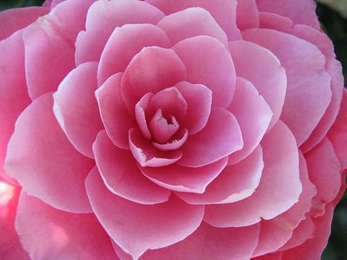 100 colores mezclados doble Camellia Impatiens (BalsamLady SlipperTouch Me Not) Impatiens Balsamina Flower Seeds