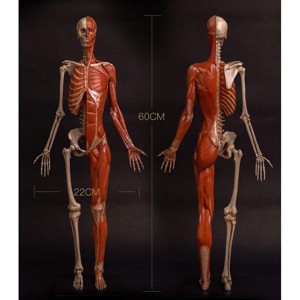 Model anatomiczny kobiecego mięśnia, kości i skóry Ecorché, model anatomiczny ludzkiego szkieletu mięśniowego, materiał