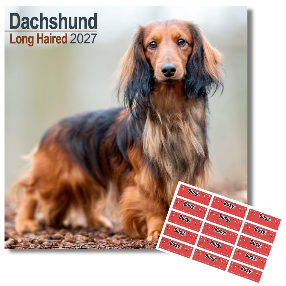 Avonside Long-haired Dachshund 2027 Calendar with Organisational Stickers, 16 Month Square Wall Calendar (Sept 2026 - Dec 2027), UK Planner for Dog Lovers, For Home or Office, 11.6 x 11.6 in