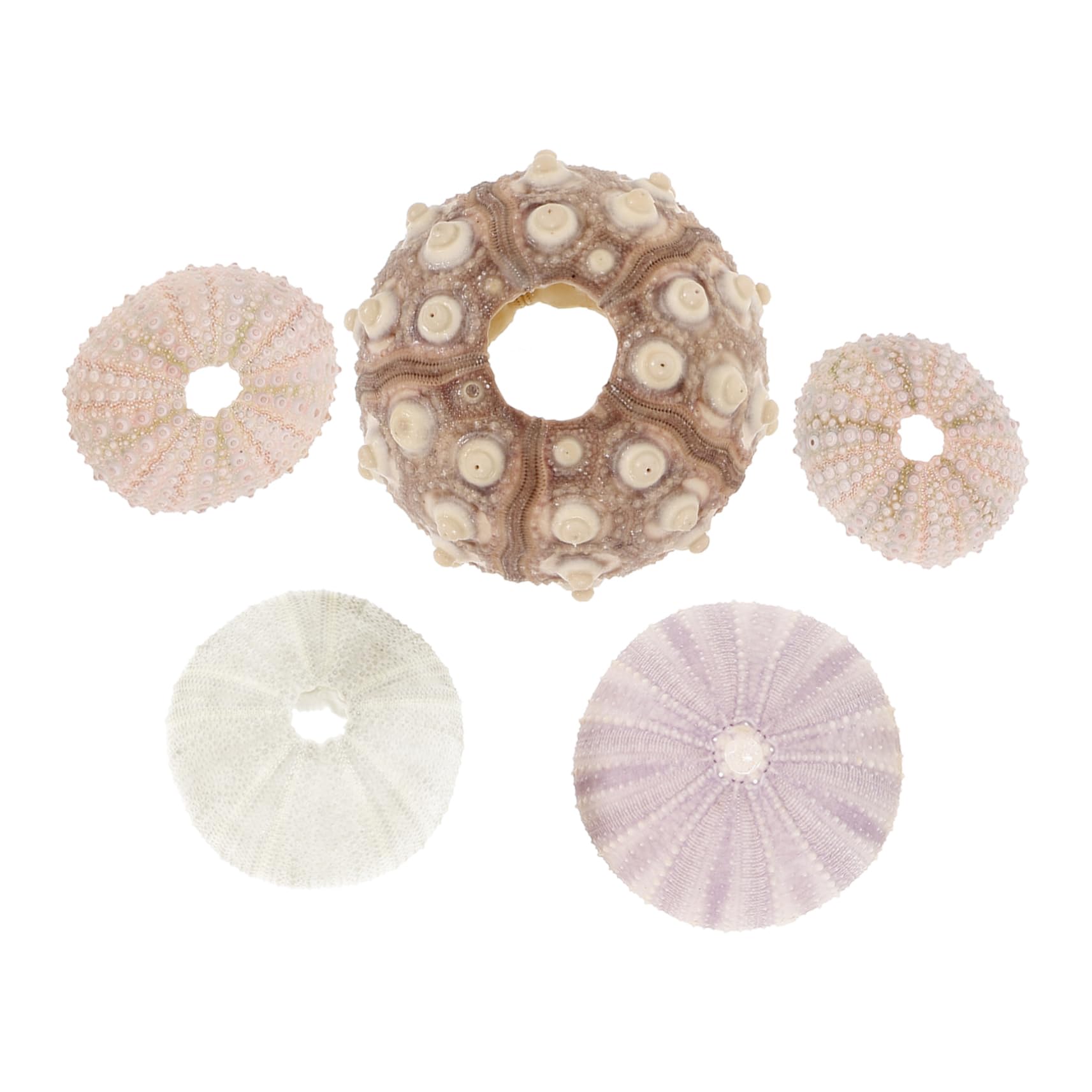 YARNOW 3 Set Decorazione di Ricci di Mare Conchiglie di Ricci di Mare Fondo Bonsai Naturale Porta Piante Ad Aria Piccolo Contenitore Esemplare di Riccio Monello Conchiglia 5 Pezzi*3