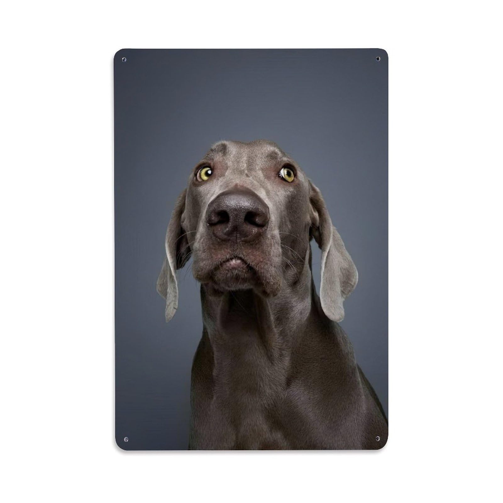Weimaraner Cute Pet Dog Animal Companion Wildlife Nature Metal Tin Sign Plaque Wall Decor for Cafe, Man Cave, Club Bar, Office, Home Garden Round Metal Poster 8x12Inch