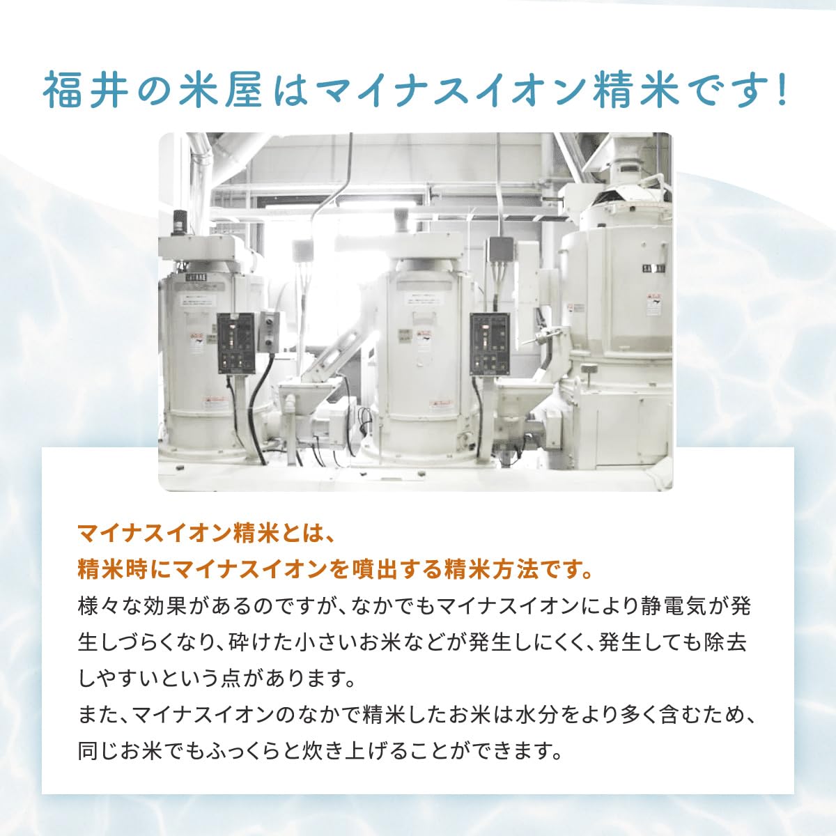米 10kg ミルキークイーン 5kg×2袋 福井県産 白米 令和7年産
