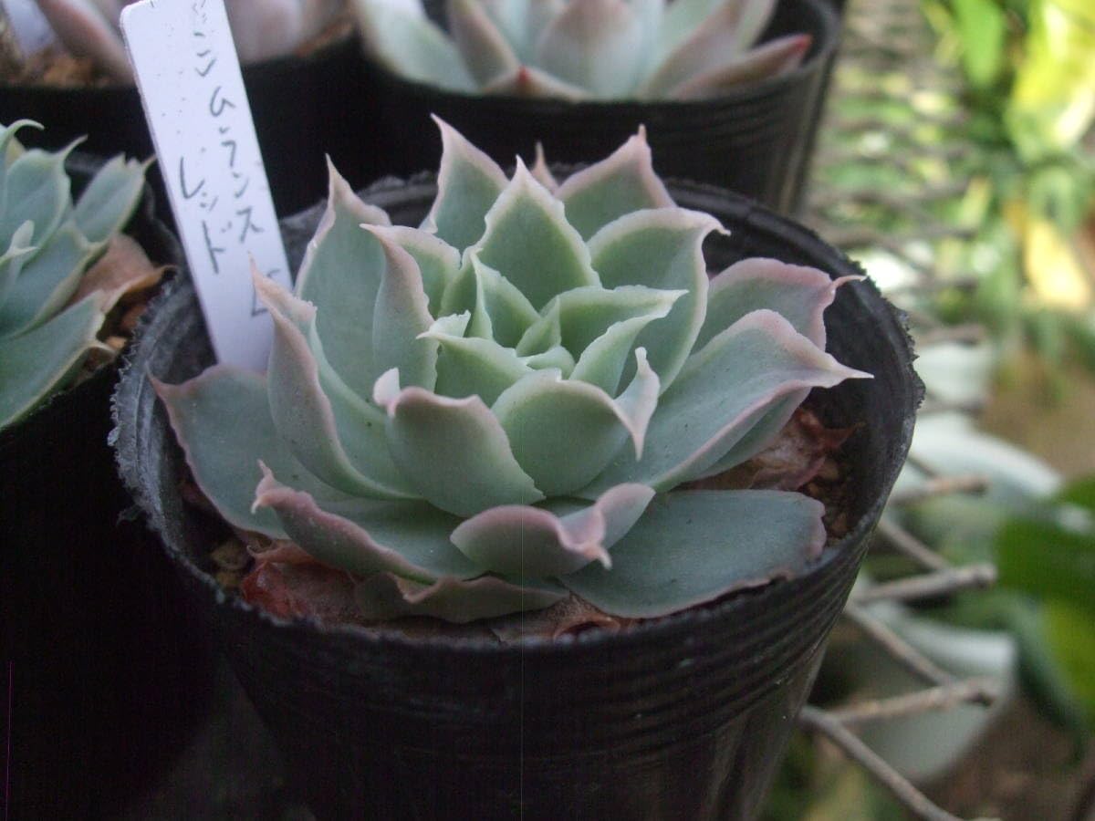 Amazon.co.jp: 多肉植物 エケベリア シムランスLS レッド A2 : ホーム