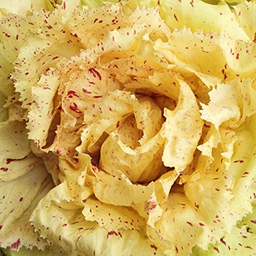Min. 100 Seme Radiccio\' Variegata di Castelfranco\' - 100 Seme