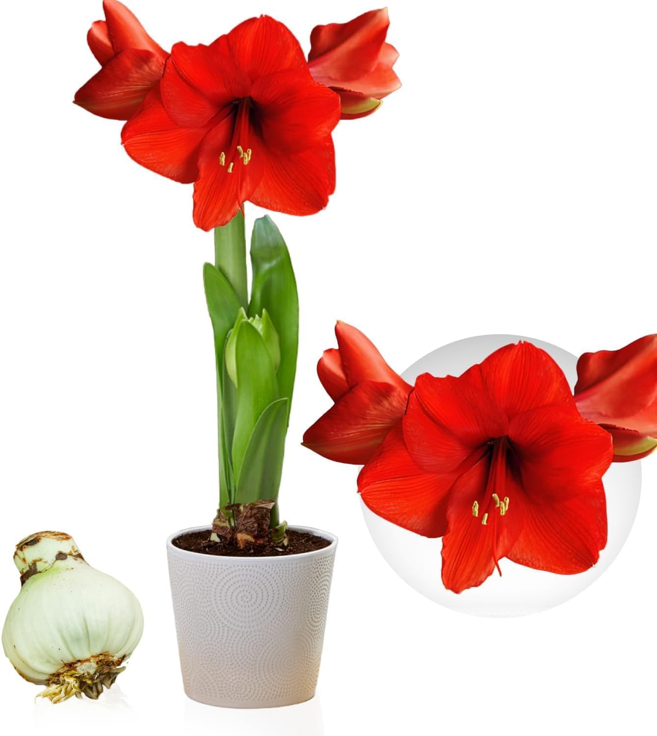 Amaryllis Bulbe Red Passion - Hippeastrum - 1 pièce - Bulbes à fleurs grand format 26/30 - Naturelle plantes de Hollande