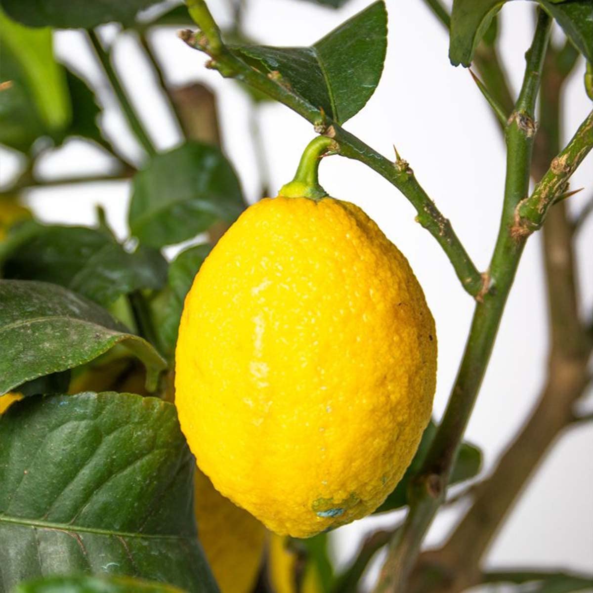 Bloomique - Citrus Limon - Zitrone - Zitronenbaum - Zitrusbaum - Obstbaum - Gartenpflanzen - Höhe 50-70 cm - Topf 19 cm