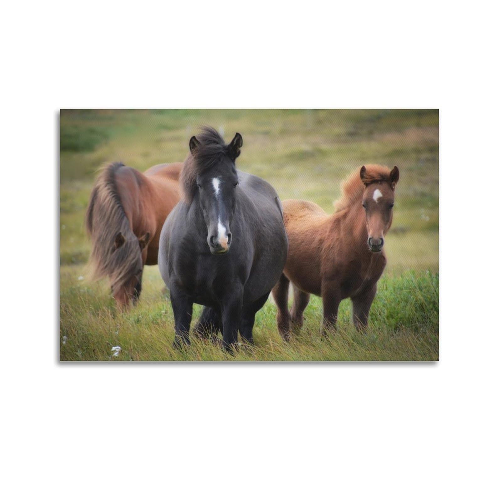 JTLFXY Animal Poster Horses on The Prairie Poster Decorative Painting Canvas Wall Posters And Art Picture Print Modern Family Bedroom Decor Posters 20x30inch(50x75cm)