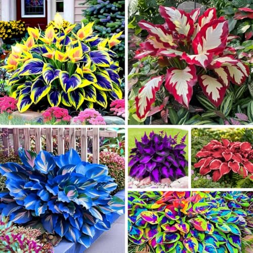 Hosta Plant Seeds 288PCS– Perennial Shade-Loving Garden Plant Gift for Garden Lovers & Home Landscaping Projects