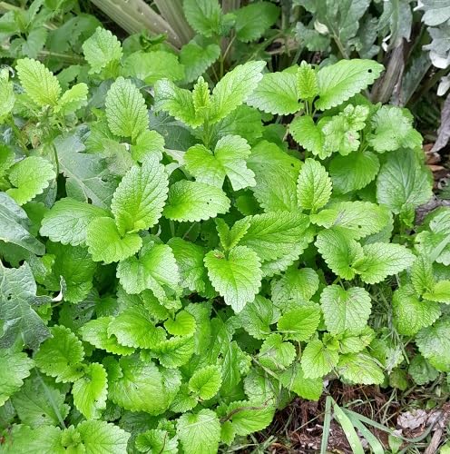 100Pcs Green Lemon Balm Plant Seeds