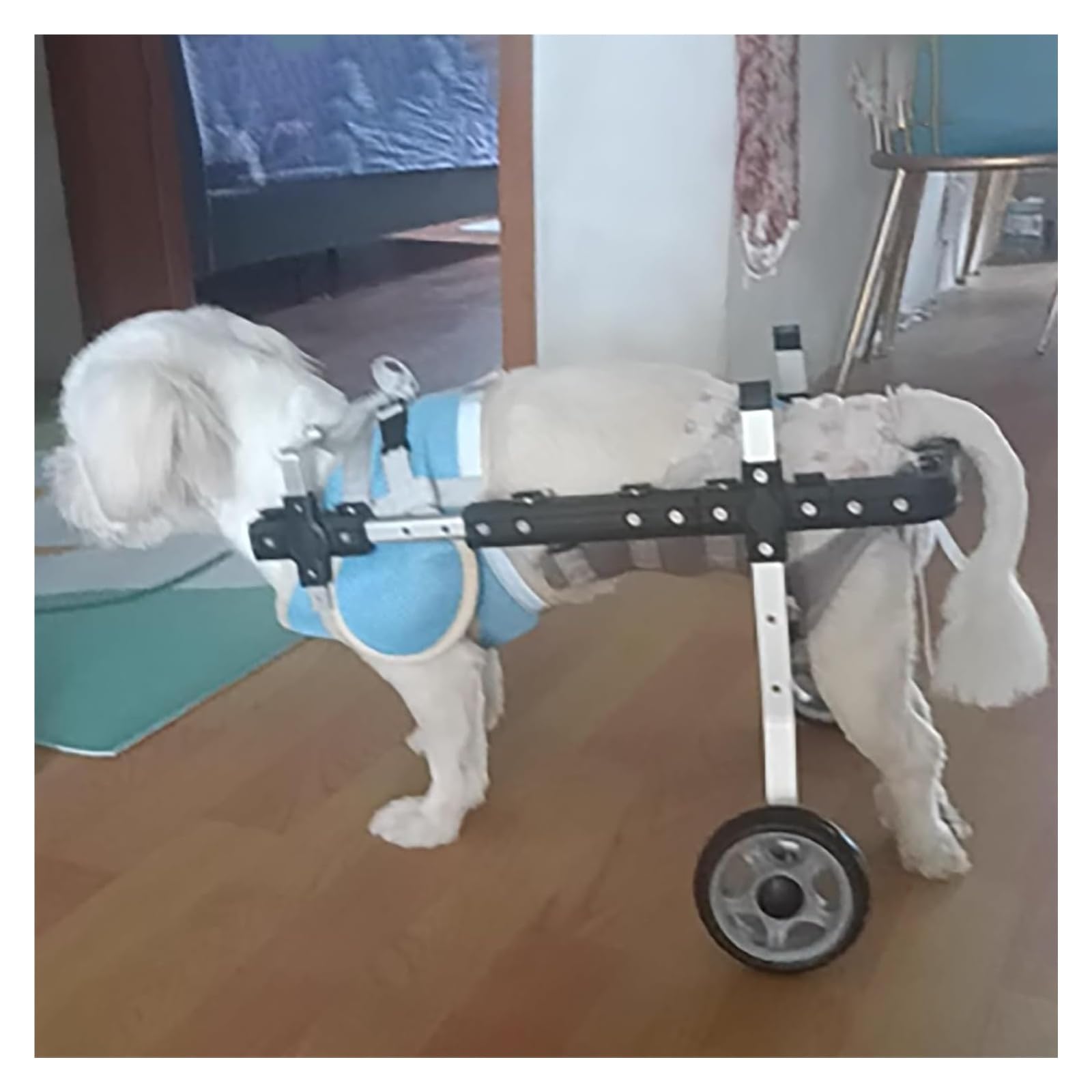 Silla de ruedas para perros con movilidad reducida en patas traseras (Mediana)