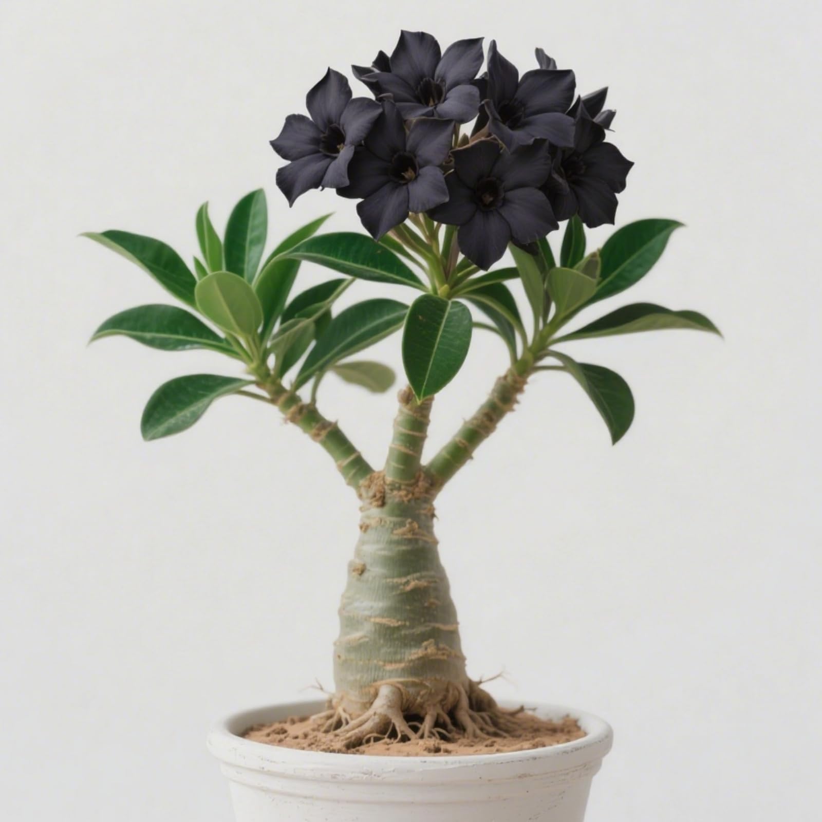 Desert Rose Plant Live-Potted/Plants/Rhizome/Ornamental/Resistant/Bedding/Gorgeous-B-1 Bulbs