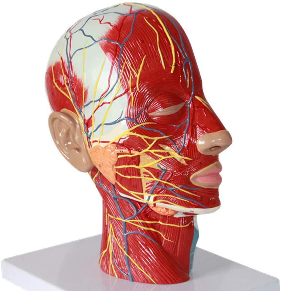 Anatomy Of The Head Model, Physa brain model Didáctico, Section midsagittal Of Vascular Nerve Head Model 100 Signals