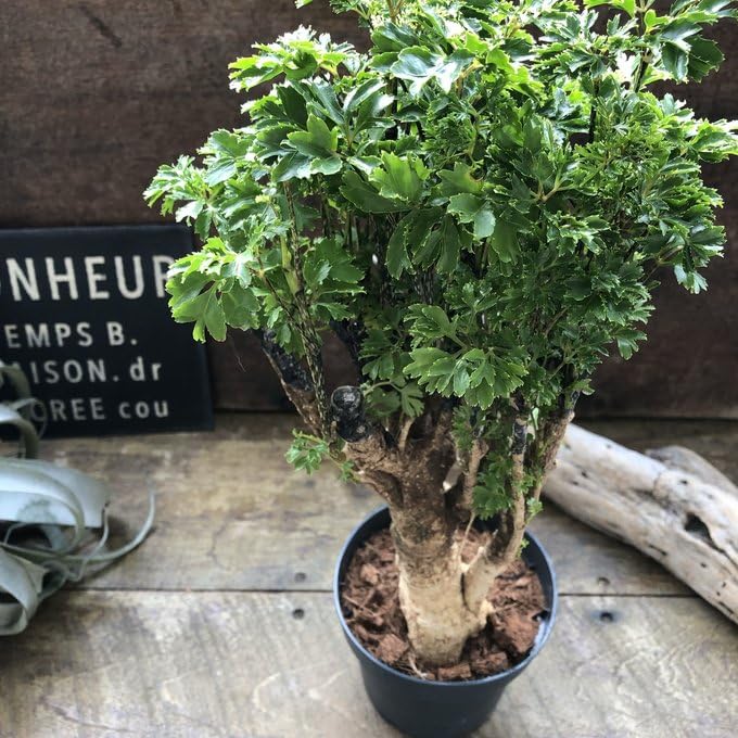 Amazon｜パセリ ポリシャス 観葉植物｜観葉植物 オンライン通販