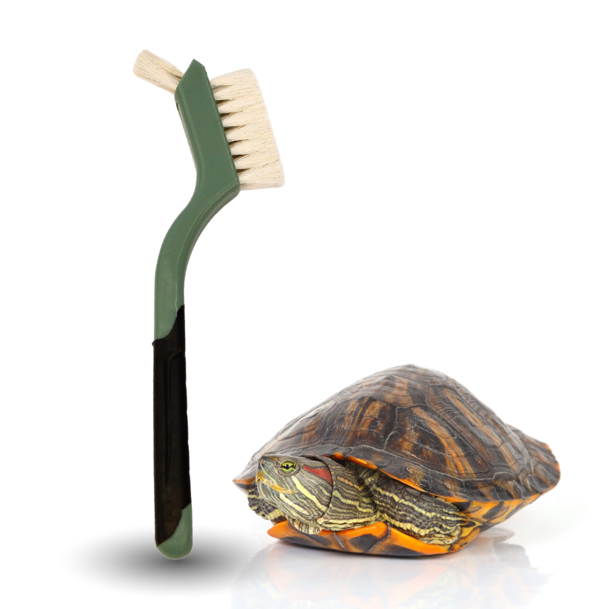 Turtle Cleaning Brush Remove Aquatic Mud, Dirt, & Contaminants from Tortoises Shells & Promoting Shell Health - Goat Hair Bristle Brush with Grip