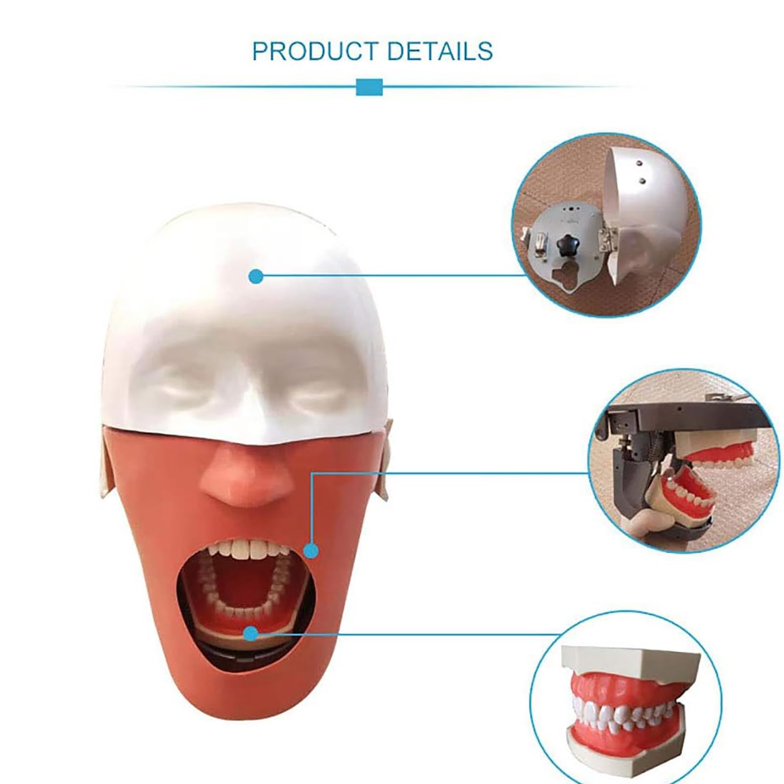 Modello di Testa Fantasma Dentale, unità Simulatore di Testa di Manichino Dentale con Supporto da Banco, Sicuro E Inodore, per Dentisti Assistenti Dentali