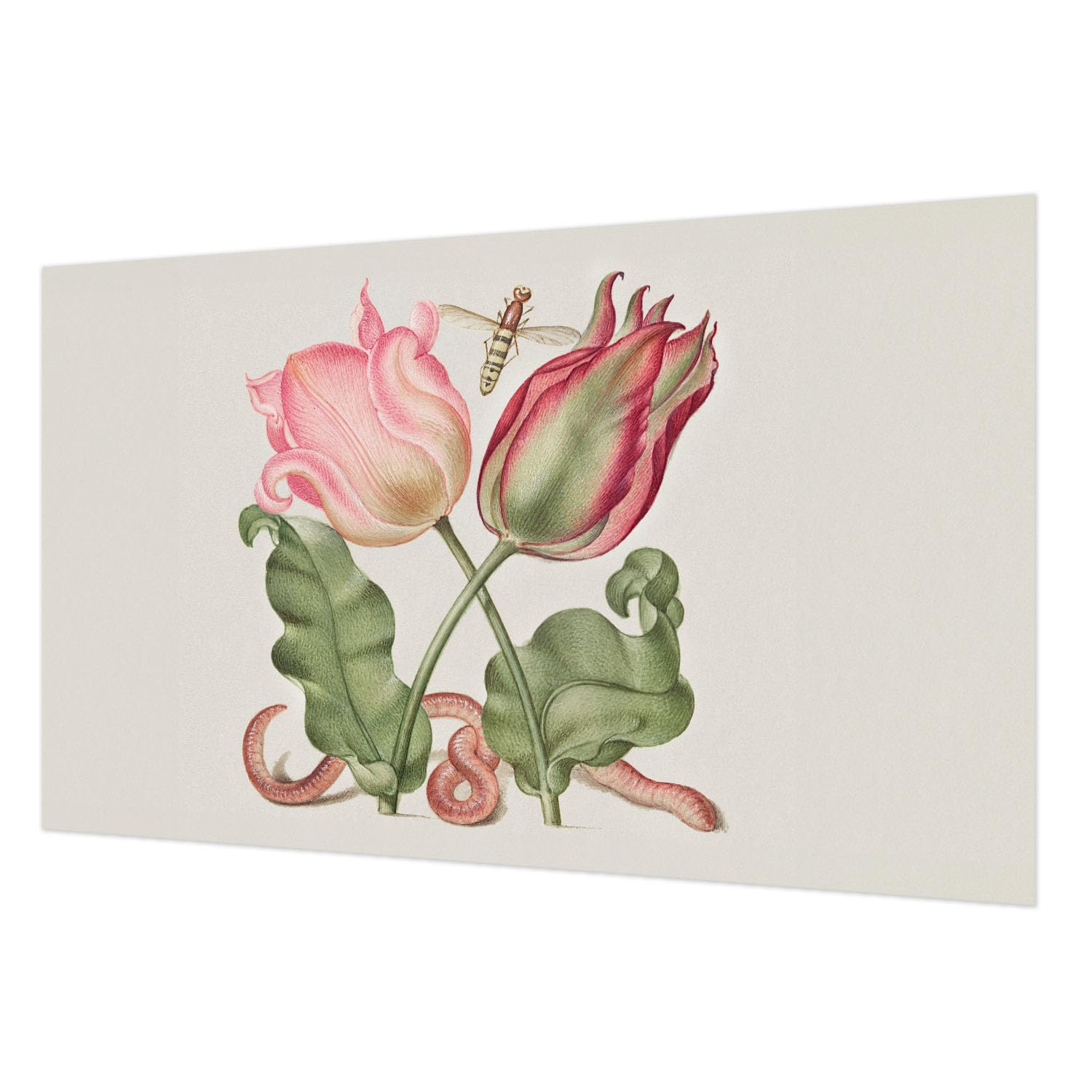 Papier Peint Intissé Tulipes pour Chambre et Salon Lumineux