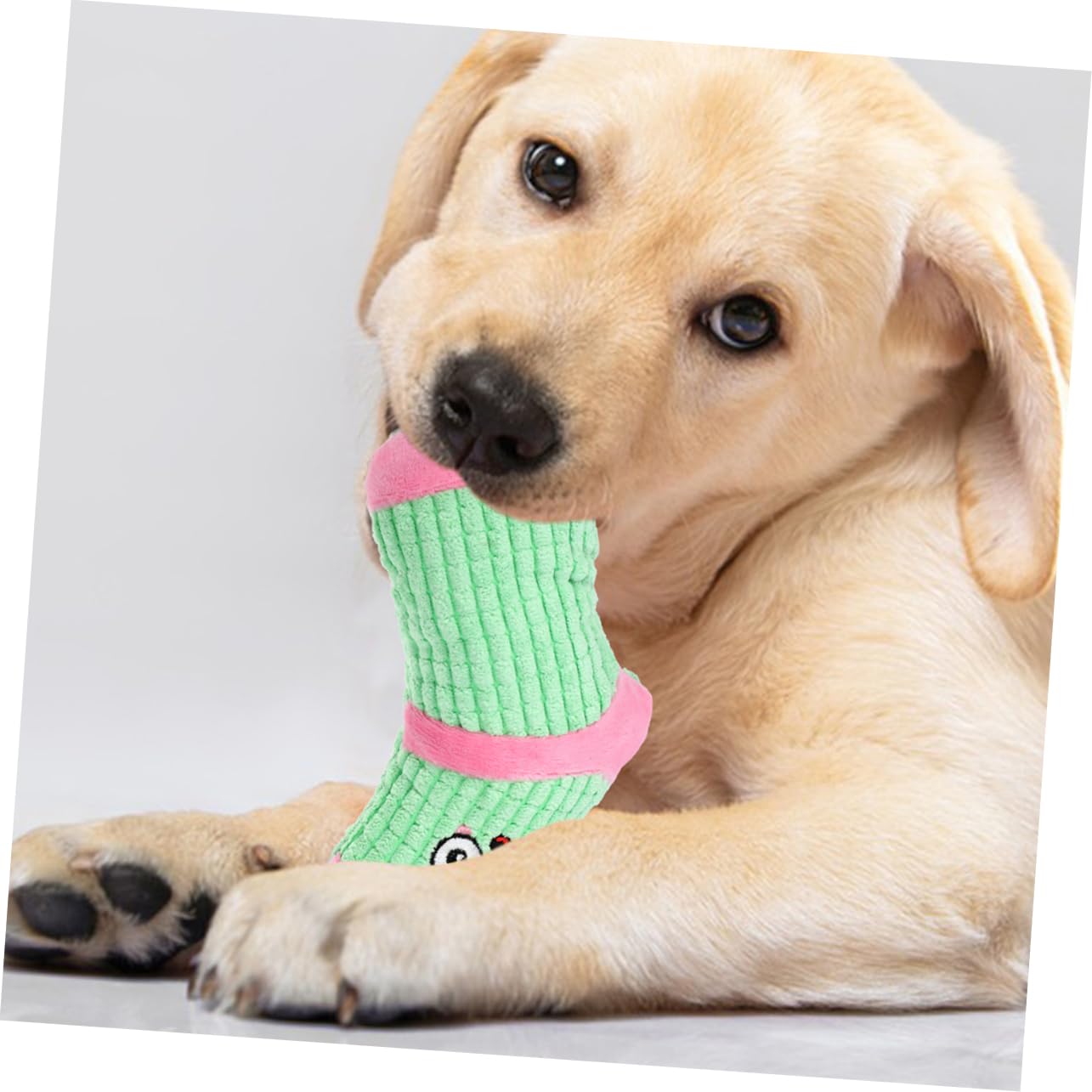 INOOMP 10stücke Plüsch Quietschspielzeug Für Hunde Socke Form Molar Kauspielzeug Für Welpen Zum Zahnen Und Spielen Strapazierfähig Und Unterhaltsam Für Kleine Hunde