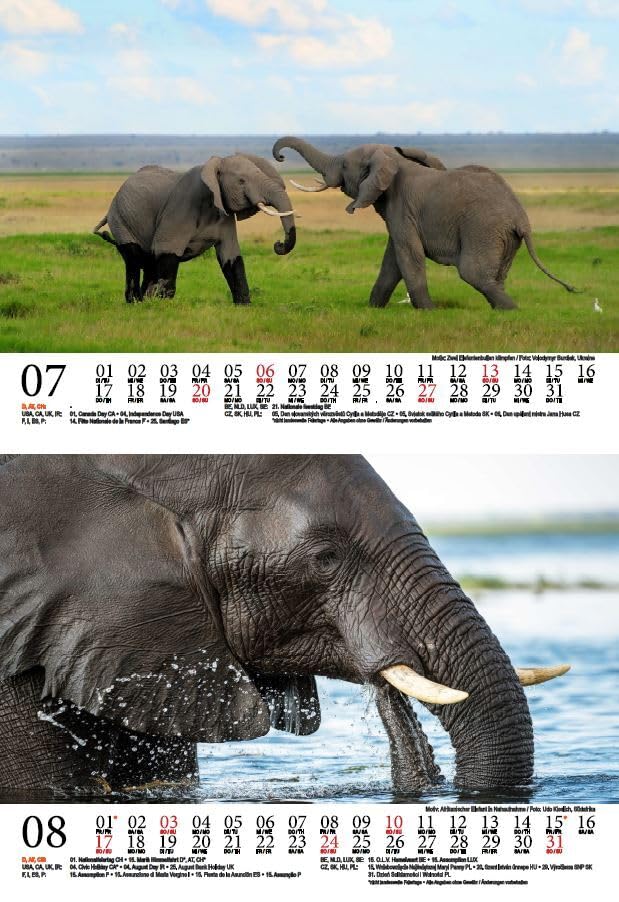 Calendrier Magique Éléphant 2025 - 10x10 Cm - Motif Élégant Seelenzauber - Idéal Cadeau