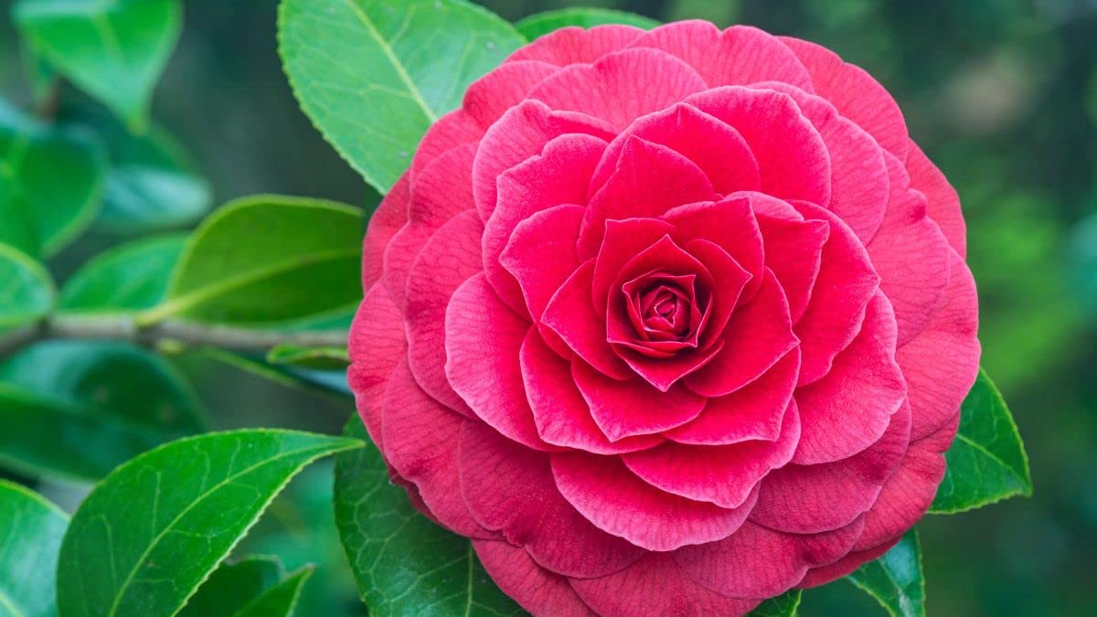 Pratshya Plant House Camellia Flower Live Plant (PACK OF-1) Plant (B0CHZDYV4Y) Amazon Price History, Amazon Price Tracker