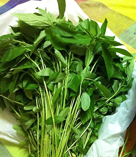Jute Seeds Egyptian Spinach (1000) Saluyot Molokhia Plant Spring Or Summer
