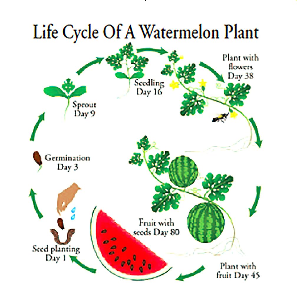 Amazon.com : Delicious: Tendersweet Orange Watermelon Seeds - Produces  Watermelons up to 15-30 Pounds! : Patio, Lawn & Garden
