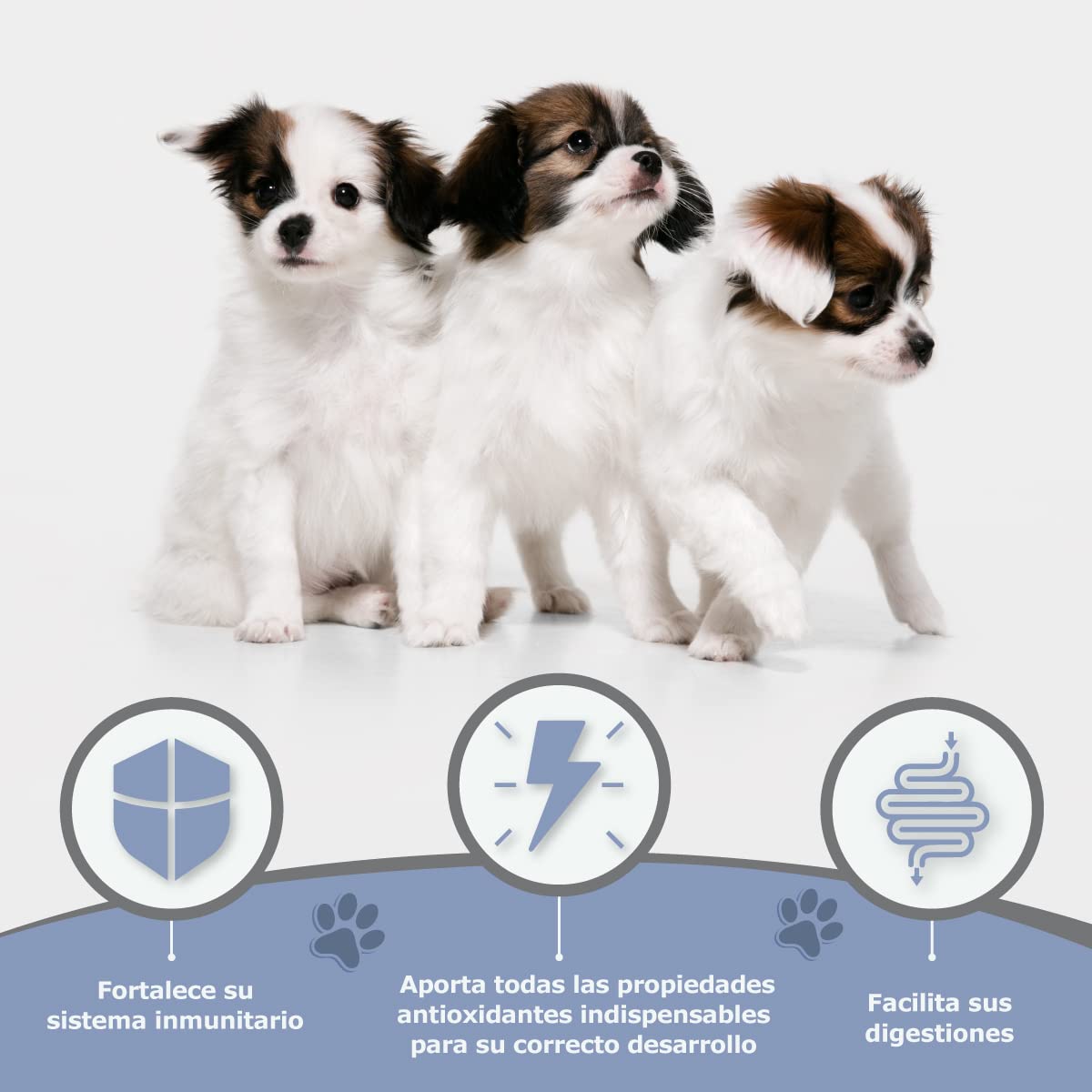 Avantis Pet Puppy Pollo y Arroz 15 kg – Pienso para Cachorros – Hierbas Naturales – Alta Digestibilidad – Todas Las Razas
