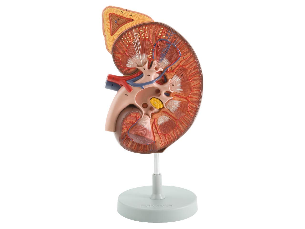 Gima - 1-częściowy, bardzo szczegółowy, zdemontowany, trójwymiarowy anatomiczny model ludzkich nerek i nerek, powiększenie 3x