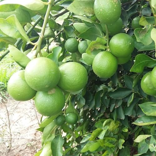 Dwarf Key Lime Tree Live Plants for Growing Outdoors, 1 to 2 Feet Tall, Potted, Cannot Ship to CA, Fresh Citrus Tree for Garden