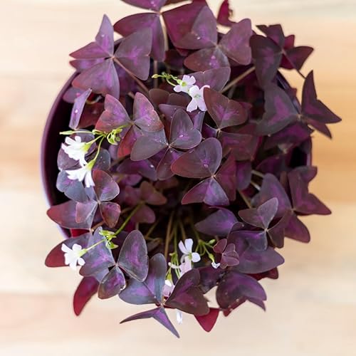 Miniatura 8 de Planta Oxalis de color púrpura intenso, arbusto de trébol morado, planta ornamental de floración de primavera, 4-8 pulgadas de alto para crecer