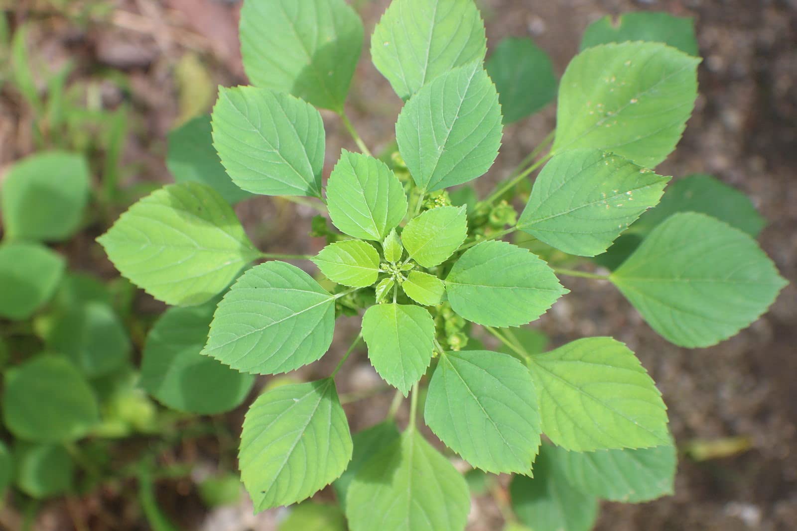 HERBALISM Indian Copperleaf Indian acalypha Kupi Kuppai-meni Kuppameni Harita-manjari Kuppi Kuppugida Mukta jhuri Sbeta Basanta Vanchi kanto Dadano Acalypha indica Living Plant in poly bag (B094FDTR3H) Amazon Price History, Amazon Price Tracker