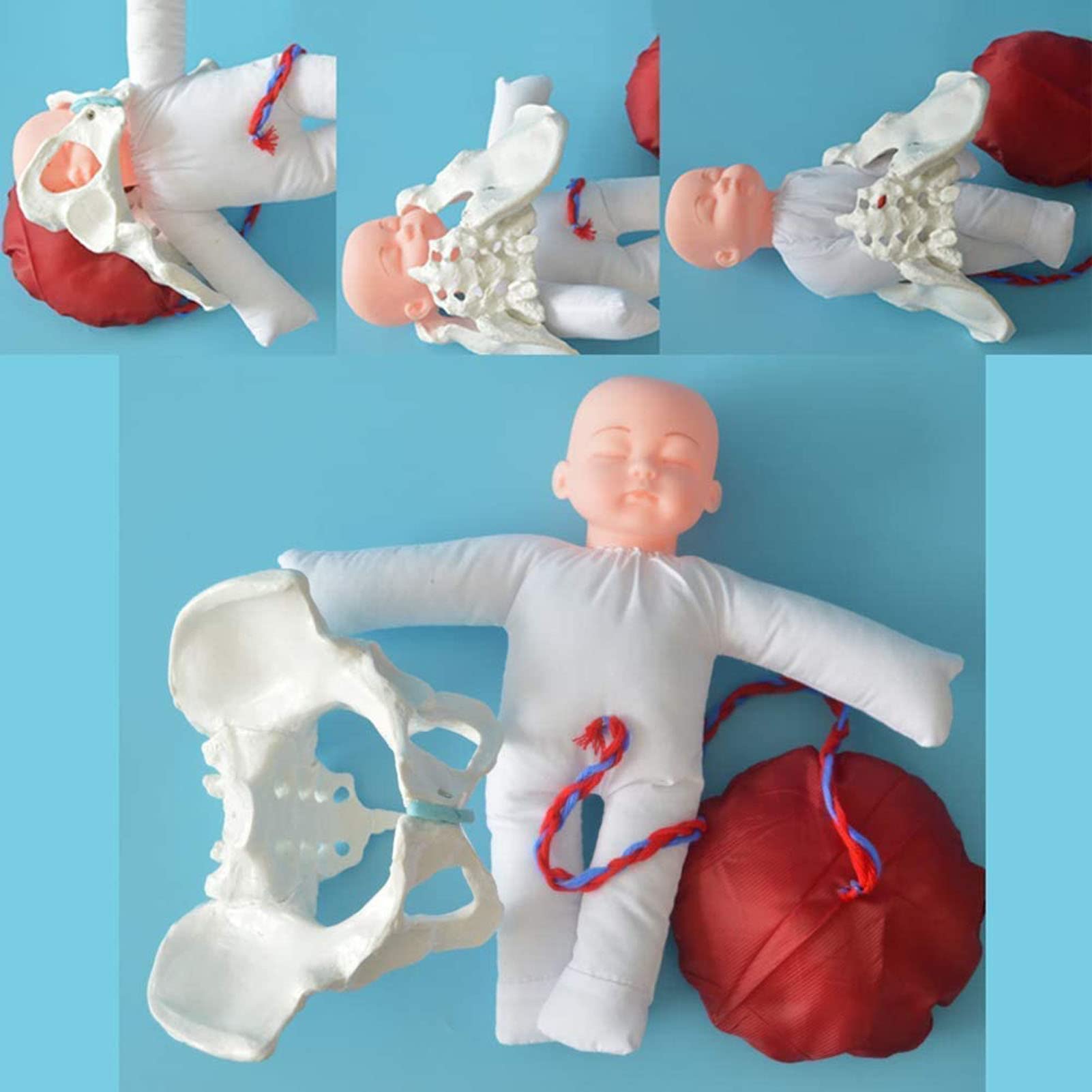 Weibliches knöchernes Beckenmodell, Hebammen Trainingsmodell Geburtsmodell Hüftmodell - Fetal/Nabelschnur/Plazenta Liefermodell Beckenmodell für Studienanzeige Unterrichtsmedizin, White A, L