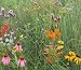 Butterfly and Hummingbird Mix (Mix NS-BH1), 400 Certified Pure Live Seed, True Native Seed