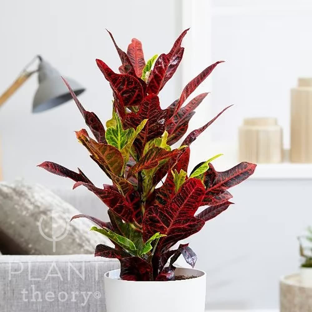 Plant Theory 15cm Excellent Josephs Coat Croton Codiaeum Variegatum Pictum Red Multicoloured Indoor Plant 19cm Pot