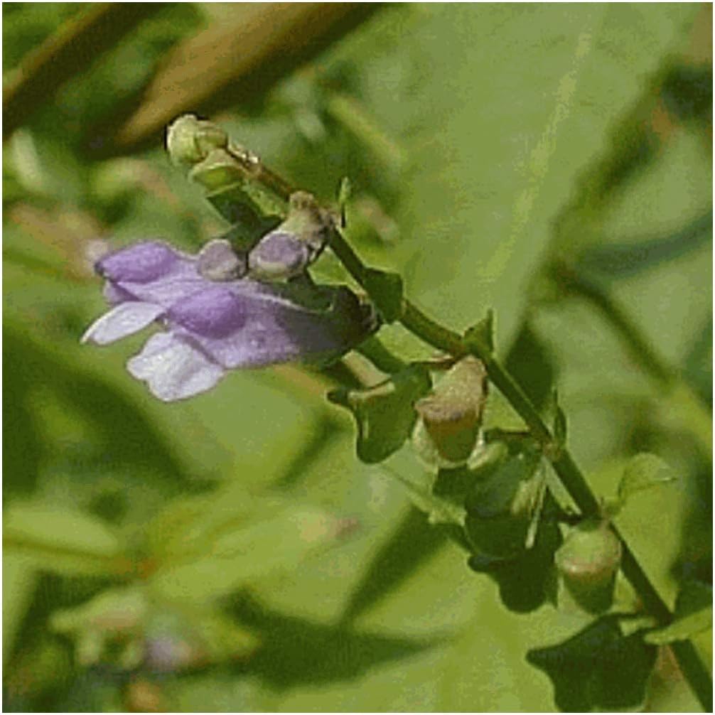 Everwilde Farms - 1 Oz Mad-Dog Skullcap Native Wildflower Seeds - Gold Vault