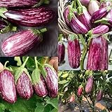 Gandia Eggplant Seed 200 Seeds Aubergine Listada De Gandia Mini Vegetables Purple Skinned Fruit