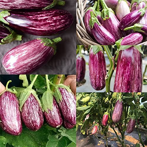 Gandia Eggplant Seed 200 Seeds Aubergine Listada De Gandia Mini Vegetables Purple Skinned Fruit #TOP13