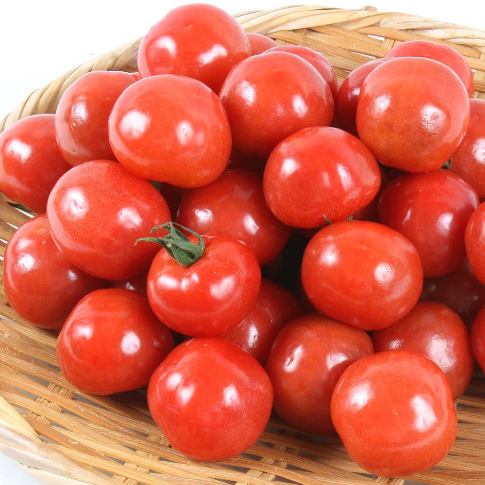 トマト5さま専用 Amazon.co.jp: 種 野菜たね トマト F1CFプチぷよ赤・黄・緑3色