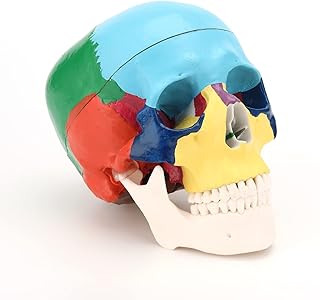 HINGONS Life-Size Human Colored Skull Model, Simulated Human Colored Skull with Removable Skull Cap and Articulated Mandible, Full Set of Teeth, 7.2x4.2x4.95in (Asian Style)