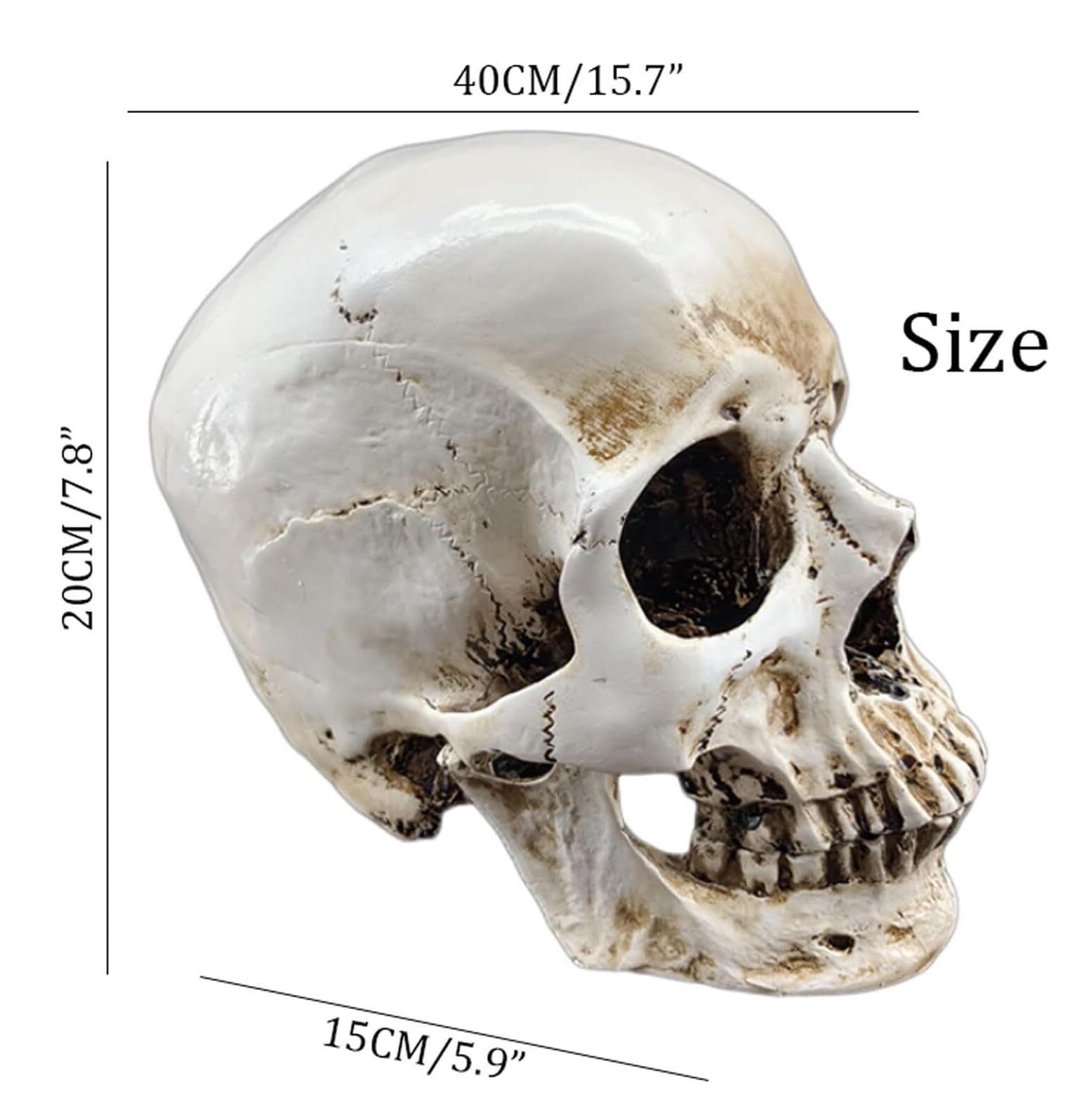 Anatomía De La Educación Modelo De Cráneo Humano Anatómico Médico Tamaño Real Cabeza Hueso Anatomía Alta Precisión Muñeca de Anatomía