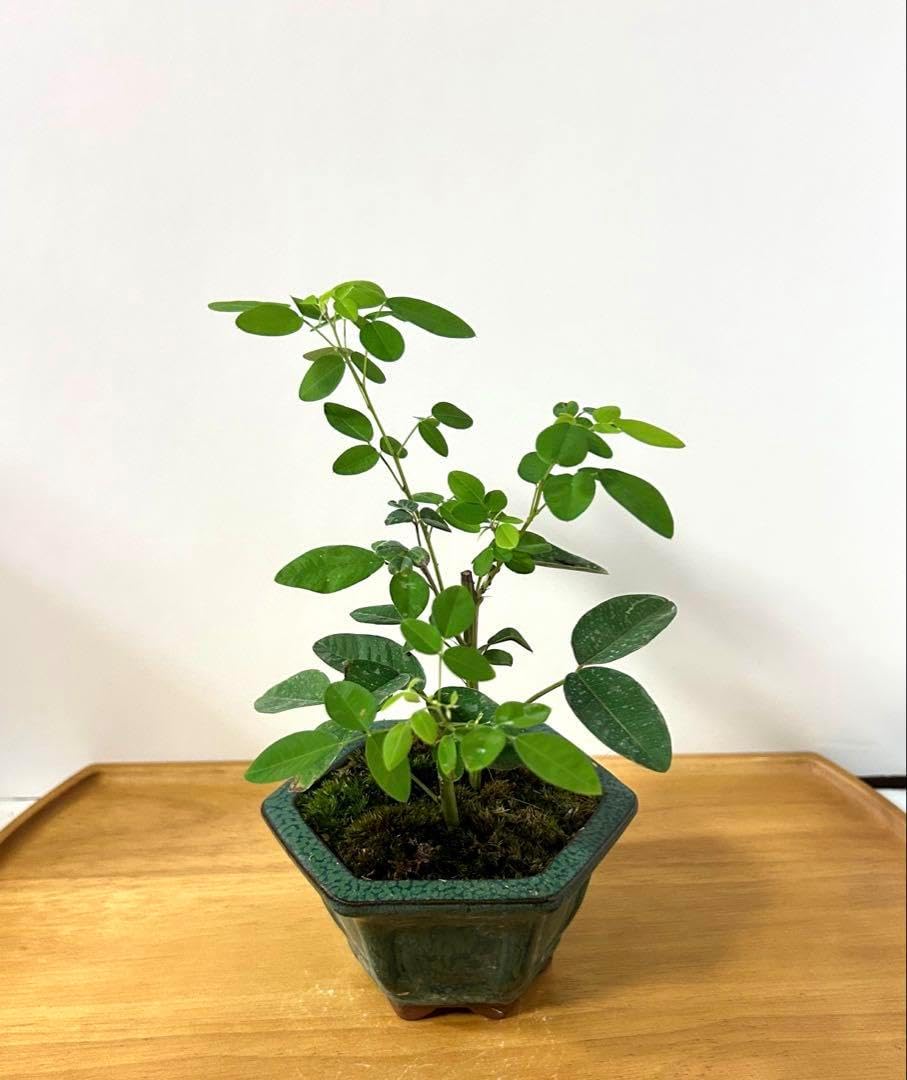 小盆栽 シロバナハギ白花萩 苔付 鉢付