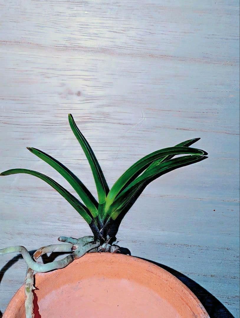 Amazon.co.jp: 余剰苗特売市富貴蘭 黒牡丹(美咲園) : DIY・工具・ガーデン