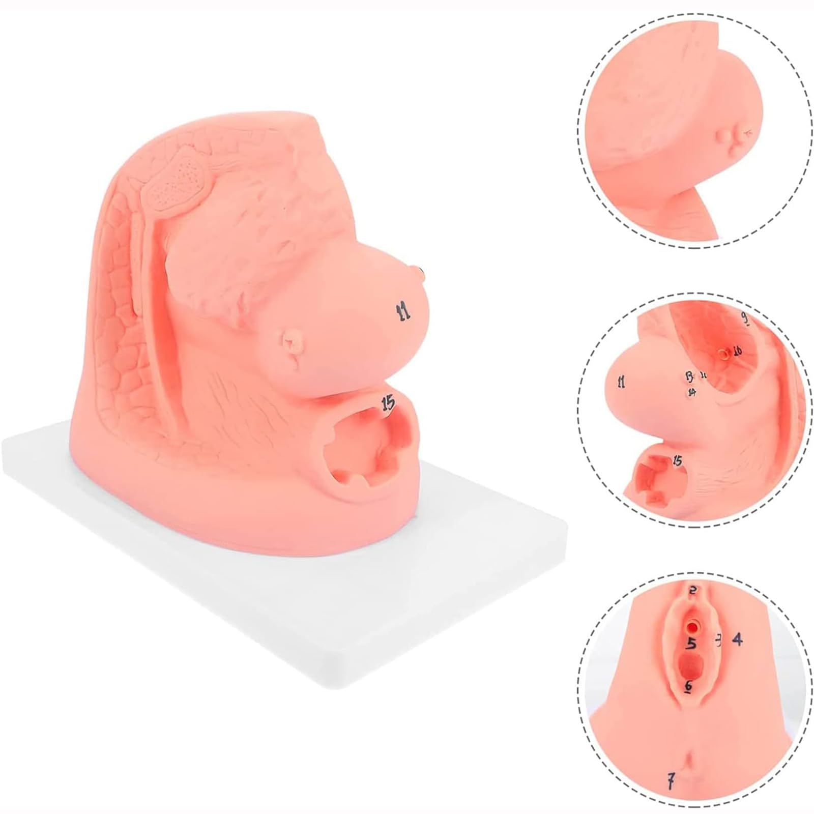 Modèle de cathétérisme, modèle de cathétérisme Interne et Externe féminin, modèle d'enseignement de Mannequin en PVC, pour Aide à la Formation pédagogique médicale en gynécologie