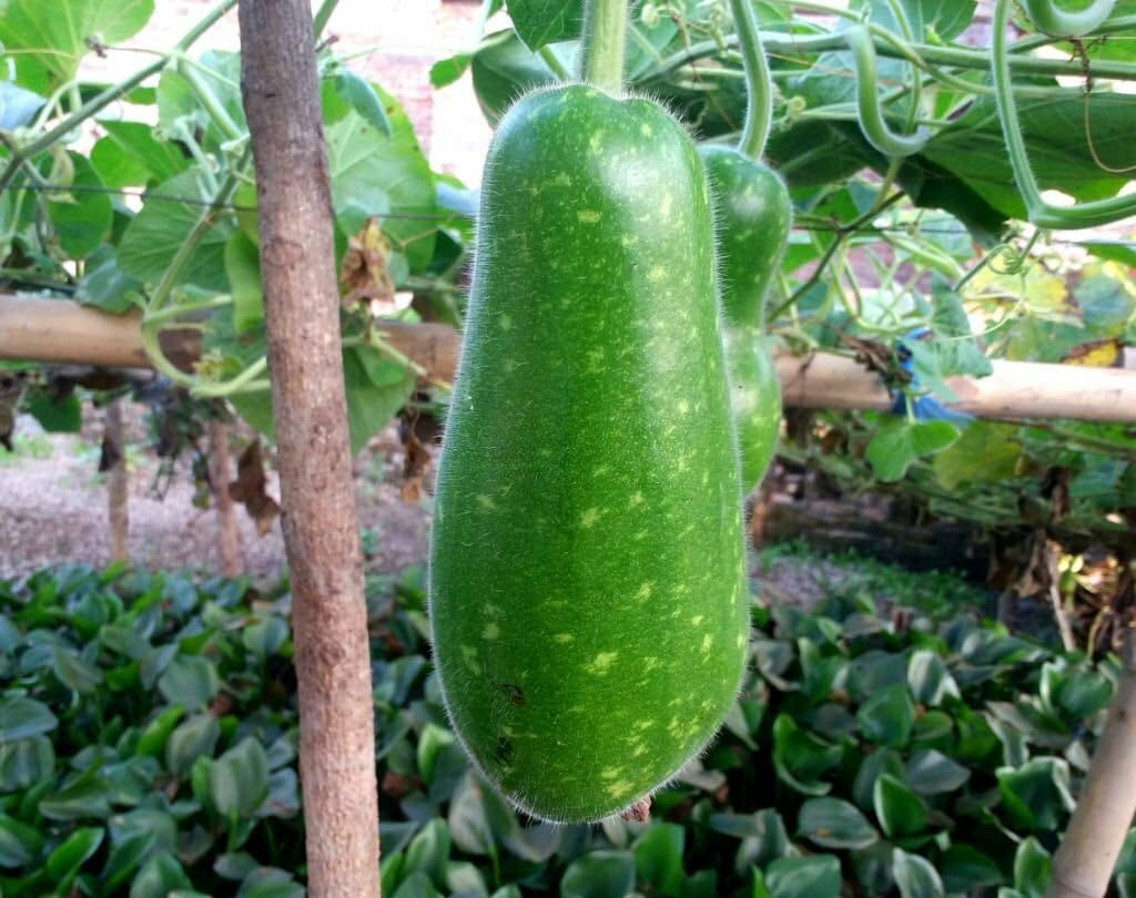 Desi Bottle Gourd Variety Seeds (Lauki Seeds, Doodhi Seeds, Turmpet Gourd) For Planting (15+Seeds)-picture-28