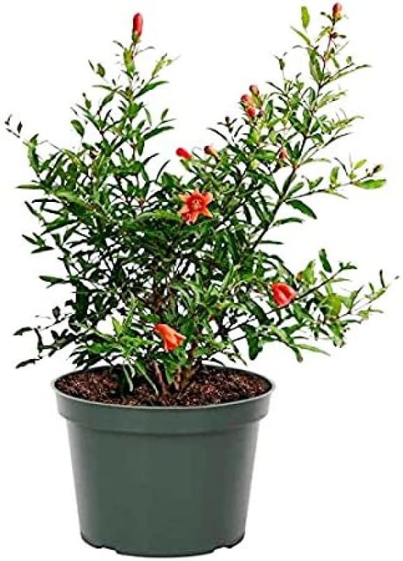 Dwarf pomegranate tree live plant || 1 healthy fruit plant