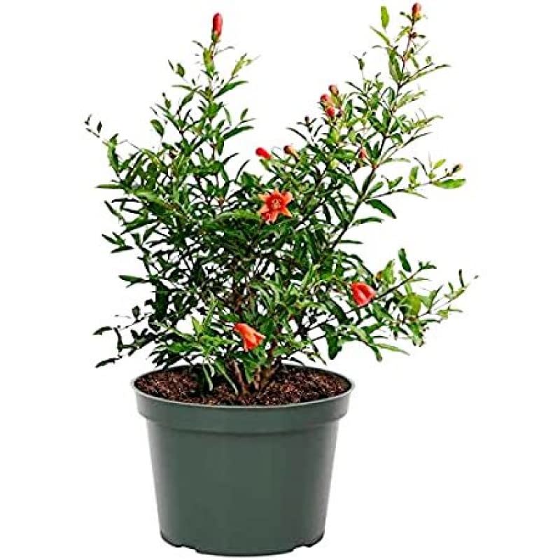 Dwarf pomegranate tree live plant || 1 healthy fruit plant